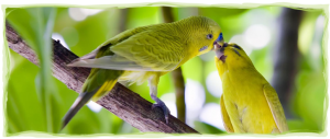 Вълнисти папагали (птички)