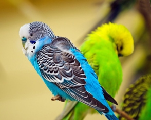 Вълнистите папагали - истинските "семейни птички"