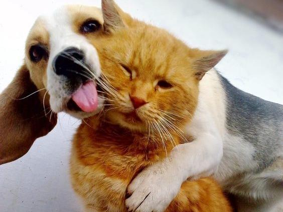 Още една ветеринарна клиника ще кастрира кучета и котки в Пловдив